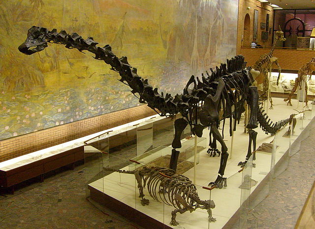 Diplodocus Skeleton