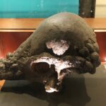 Hard Head Pachycephalosaurus Skull In Museum