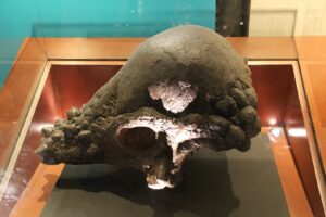 Hard Head Pachycephalosaurus Skull In Museum