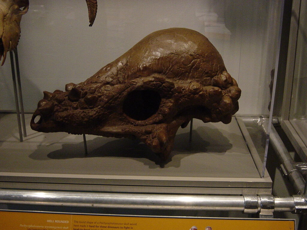 Pachycephalosaurus skull