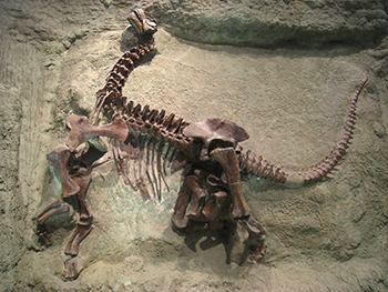 Camarasaurus Fossil